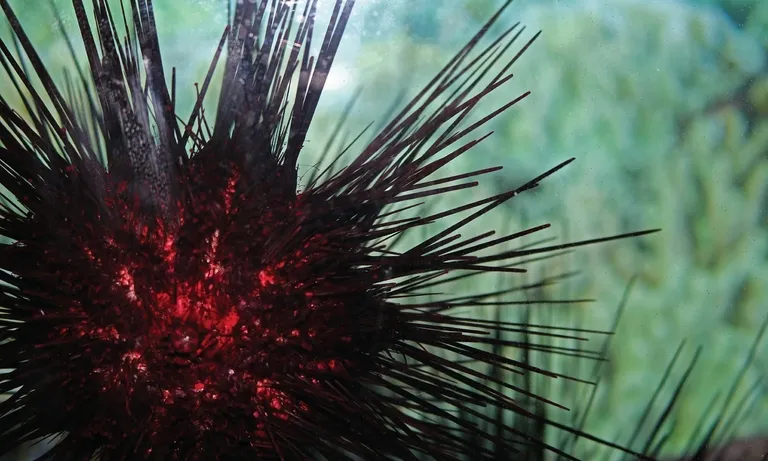 Closeup urchin kburns 4