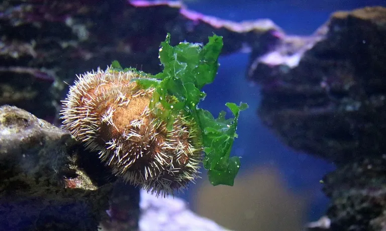 Short Spined Urchin