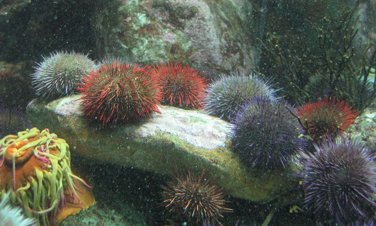 Cape sea urchin