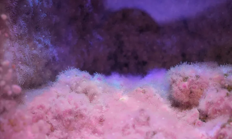 Strawberry anemone 2