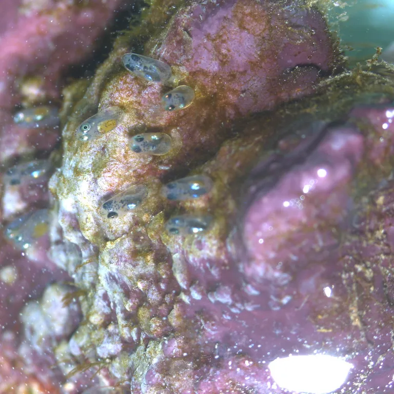 Fish larvae