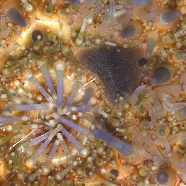 Sea urchin 1