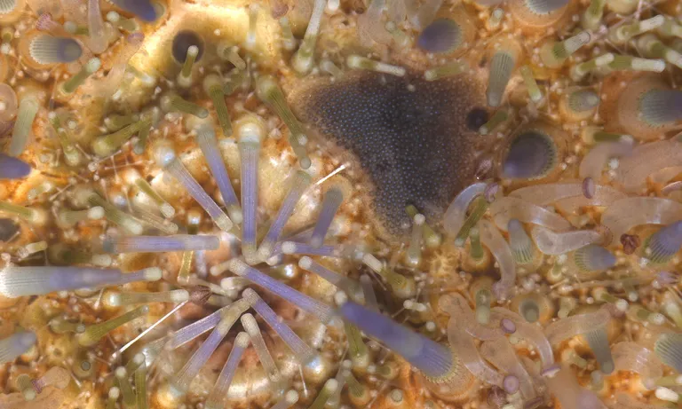 Sea urchin 1