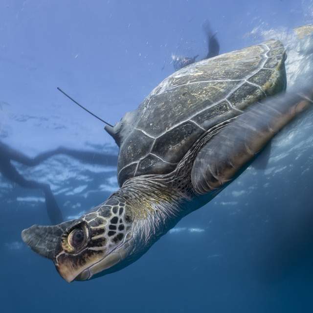 Two Oceans Aquarium | Turtles