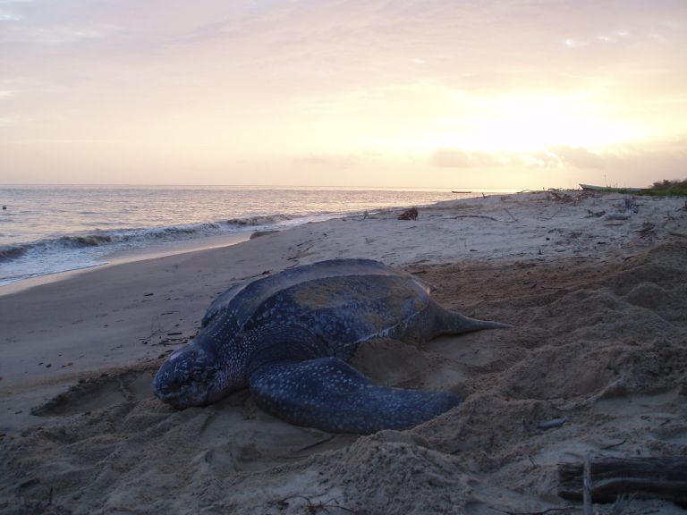 Two Oceans Aquarium | Leatherback turtle