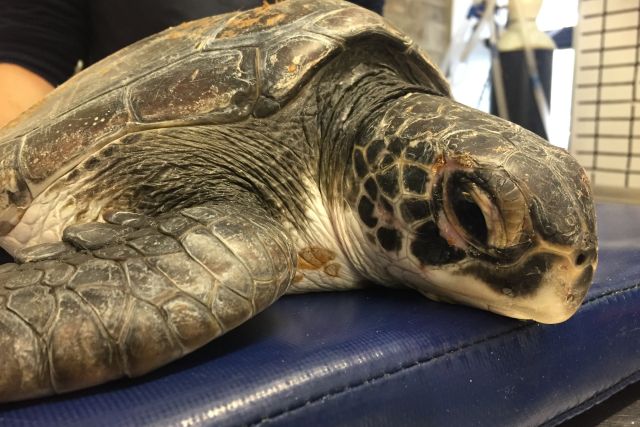 Two Oceans Aquarium | Turtle stranding season: What you need to know