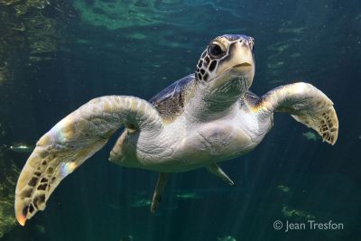 Two Oceans Aquarium | Bob the turtle features on new mural at…