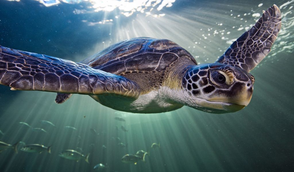 Two Oceans Aquarium | Green turtle