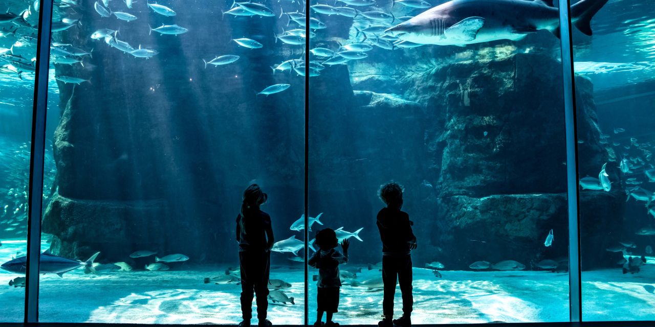 Two Oceans Aquarium | Membership