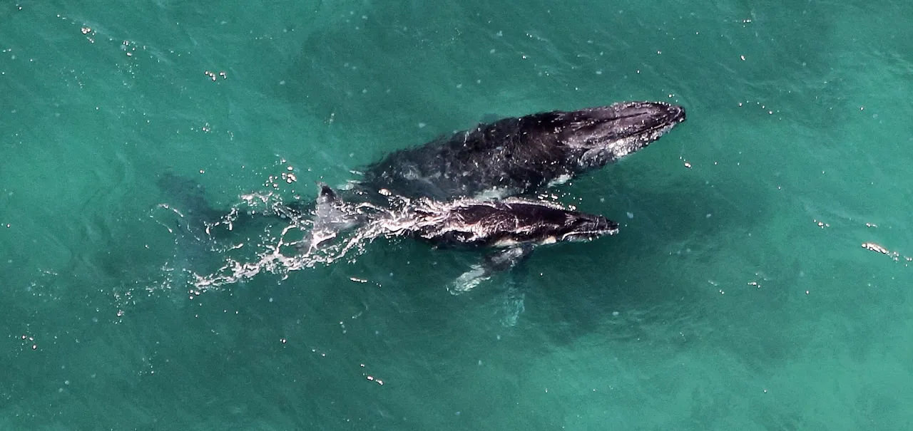 "humpback whale and calf at rainbow beach" by texaus1 is licensed under CC BY 2.0.