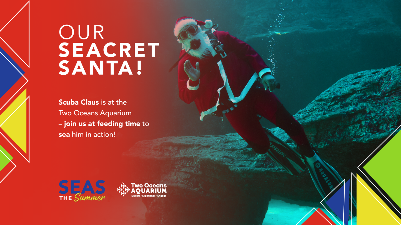 Two Oceans Aquarium | Welcome Back, Scuba Claus!