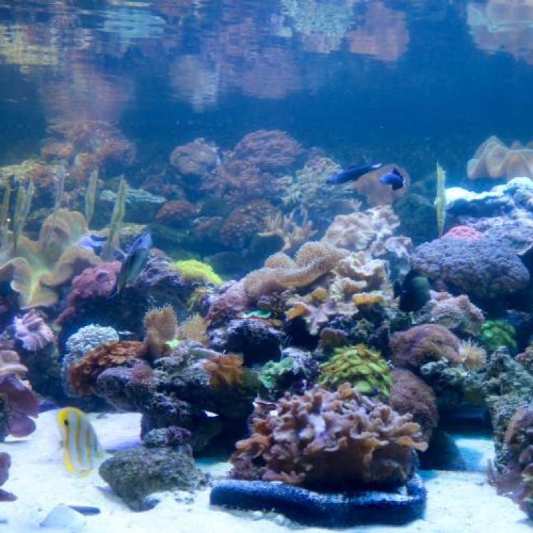 two-oceans-aquarium-coral-reefs