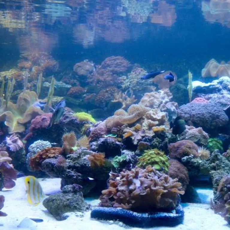Coral 1 750 500 70