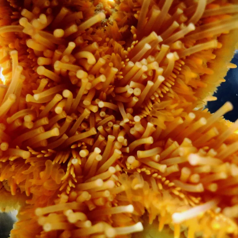 Spiny Starfish Closeup