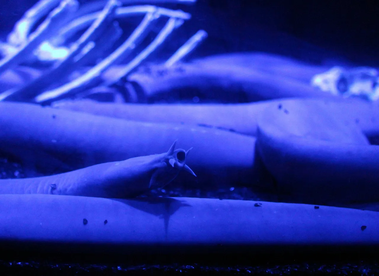 Hagfish2