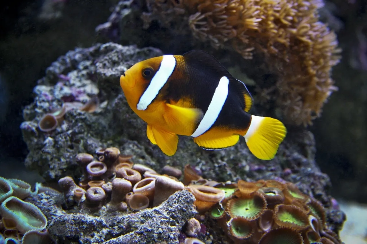 Clarke's clownfish