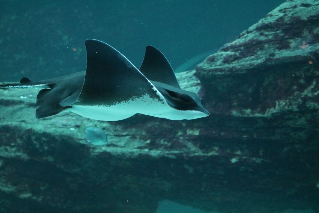 Two Oceans Aquarium | Our eagle rays are pregnant (cutest baby bumps…