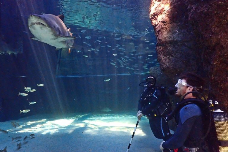 Two Oceans Aquarium | Shark Exhibit