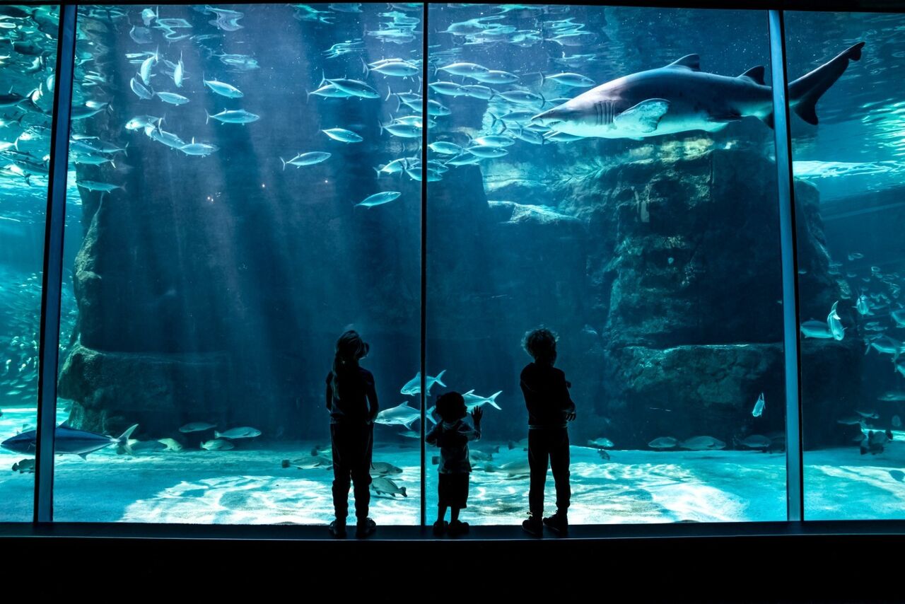 Sharks: Keeping our oceans in balance