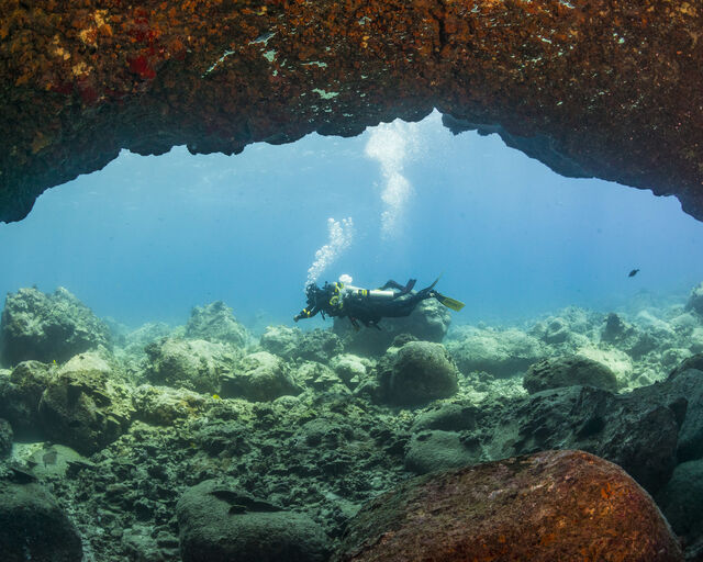 PADI Underwater Naturalist Course