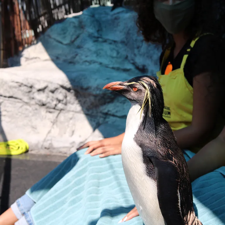 Penguin Experience with our Northern rockhopper penguins.