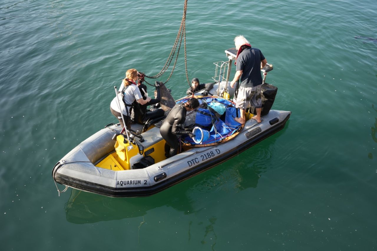 Two Oceans Aquarium | We gave a sunfish a 