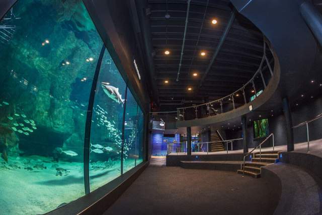 Two Oceans Aquarium | Weddings and engagements