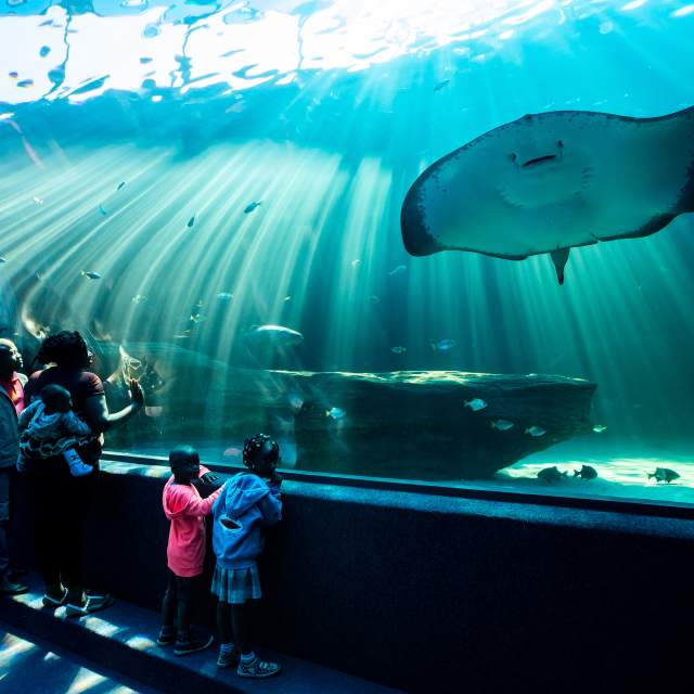 Two Oceans Aquarium | Visit us