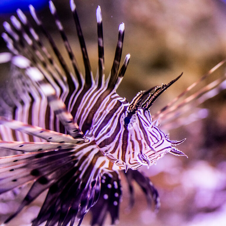 Two Oceans Aquarium: Media pack