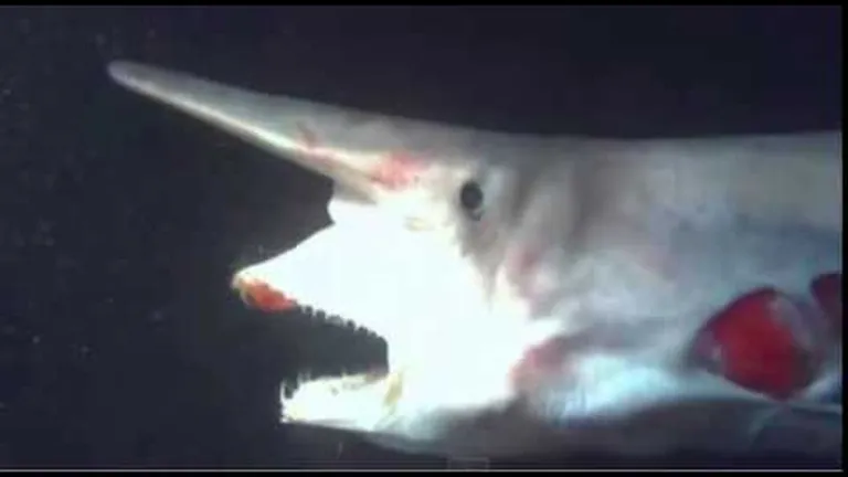 How many types of shark live in south africa's ocean? the list is longer and stranger than you may t