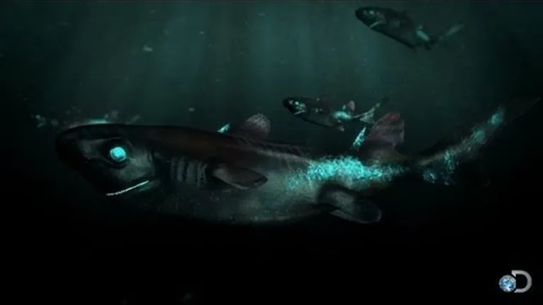 How many types of shark live in south africa's ocean? the list is longer and stranger than you may t