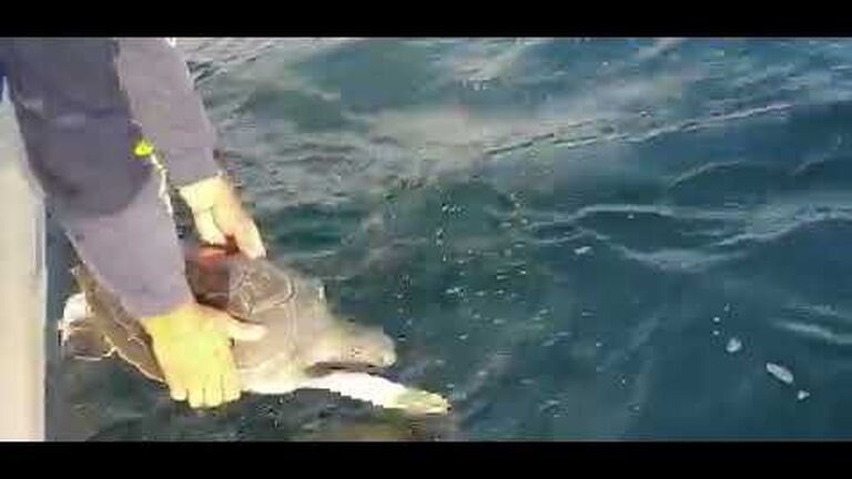 Geri the three-flippered green turtle's rehabilitation is complete - time to be released!