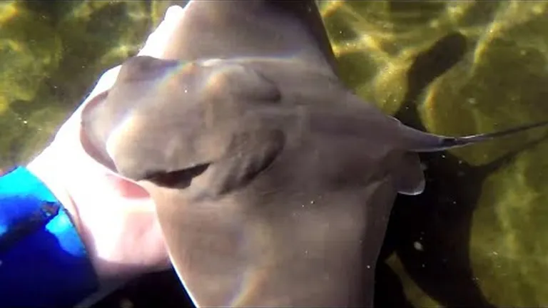 Stingrays give birth to live young - take a look