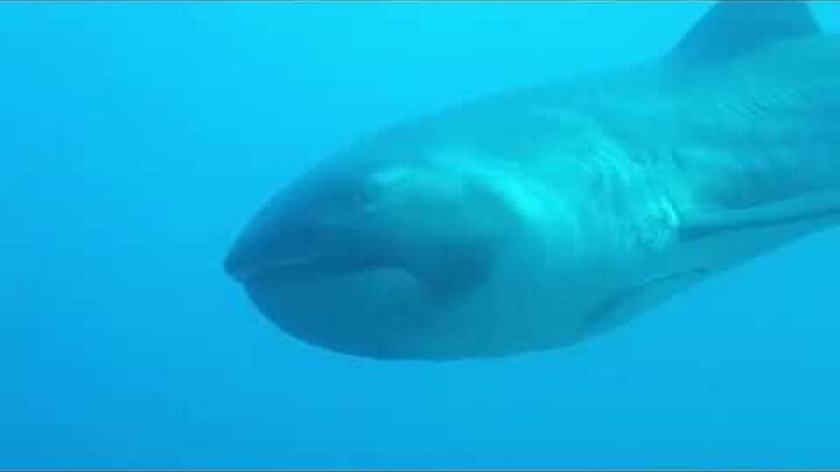 How many types of shark live in south africa's ocean? the list is longer and stranger than you may t