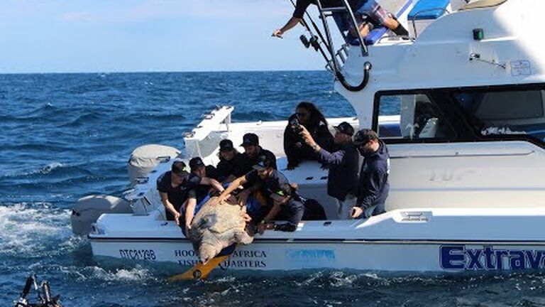 Yoshi has reached australia! record-breaking turtle's long distance swim continues