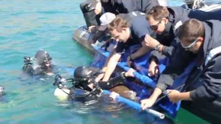 Shark showcase: spotted ragged-tooth shark