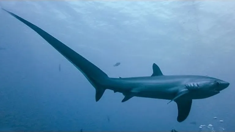 How many types of shark live in south africa's ocean? the list is longer and stranger than you may t