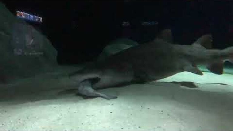 Shark showcase: spotted ragged-tooth shark