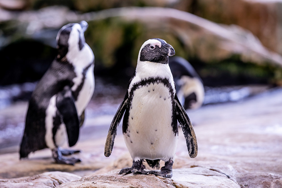 50 facts about African penguins