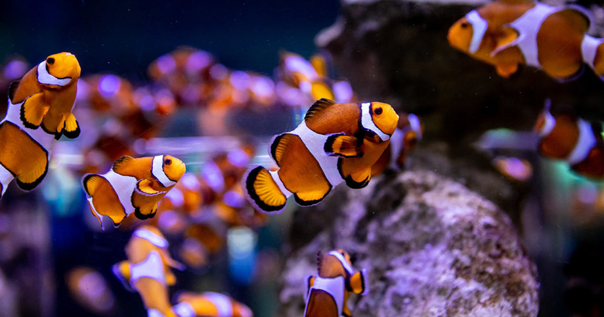 Clownfish aquarium sales