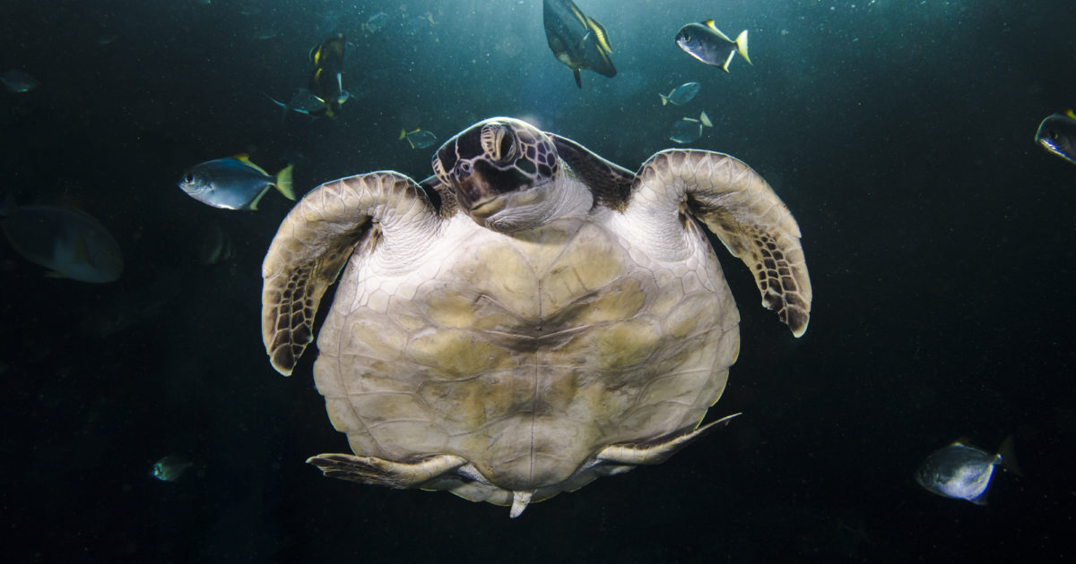 Two Oceans Aquarium | Turtles