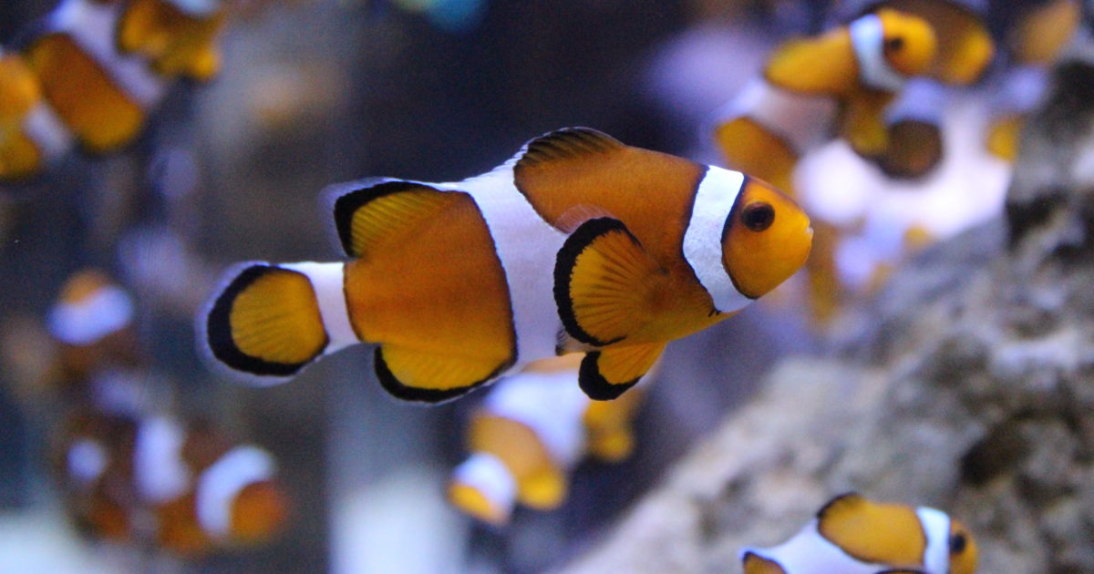 Two Oceans Aquarium | Western clownfish (anemonefish)