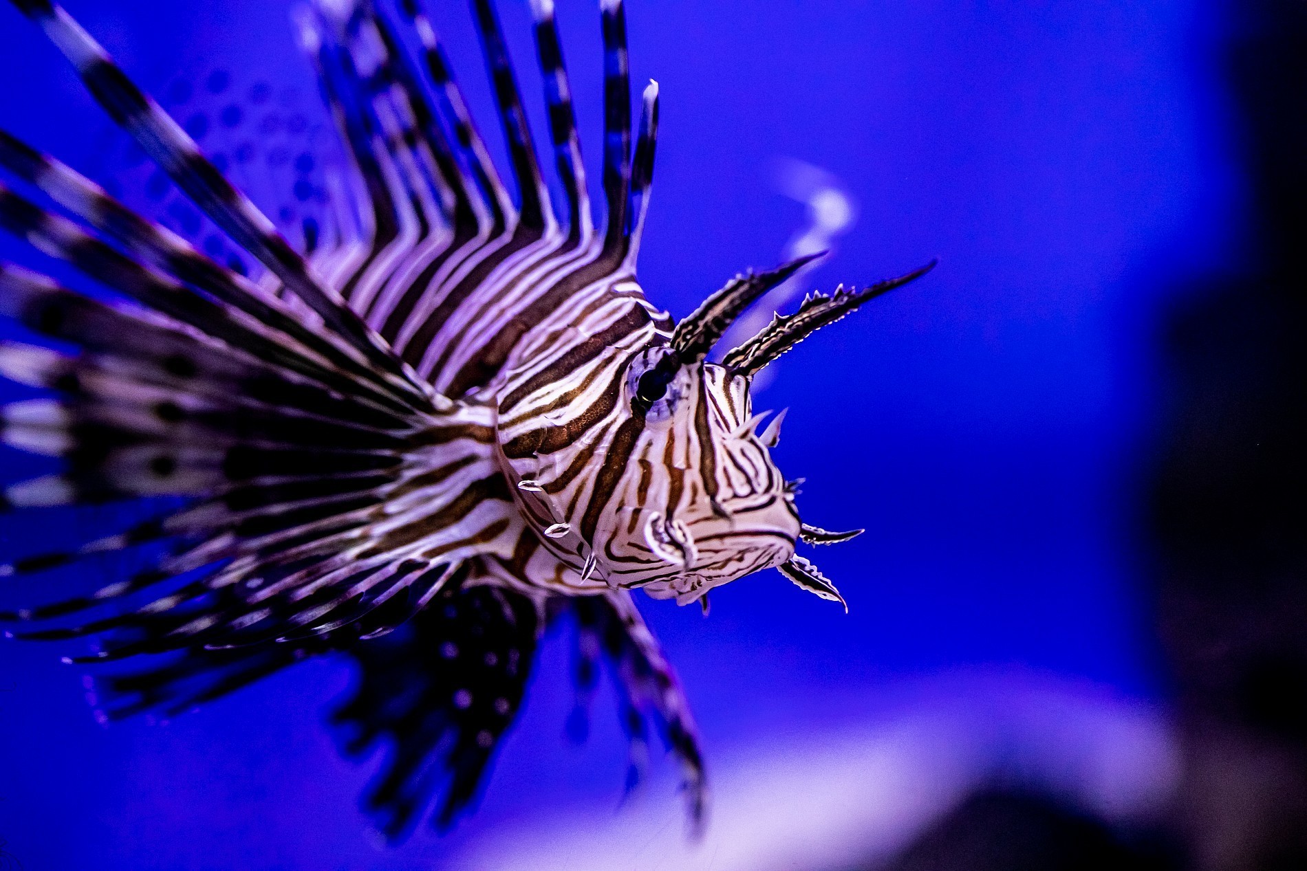 Everything you need to know about the devil firefish, a.k.a. lionfish ...