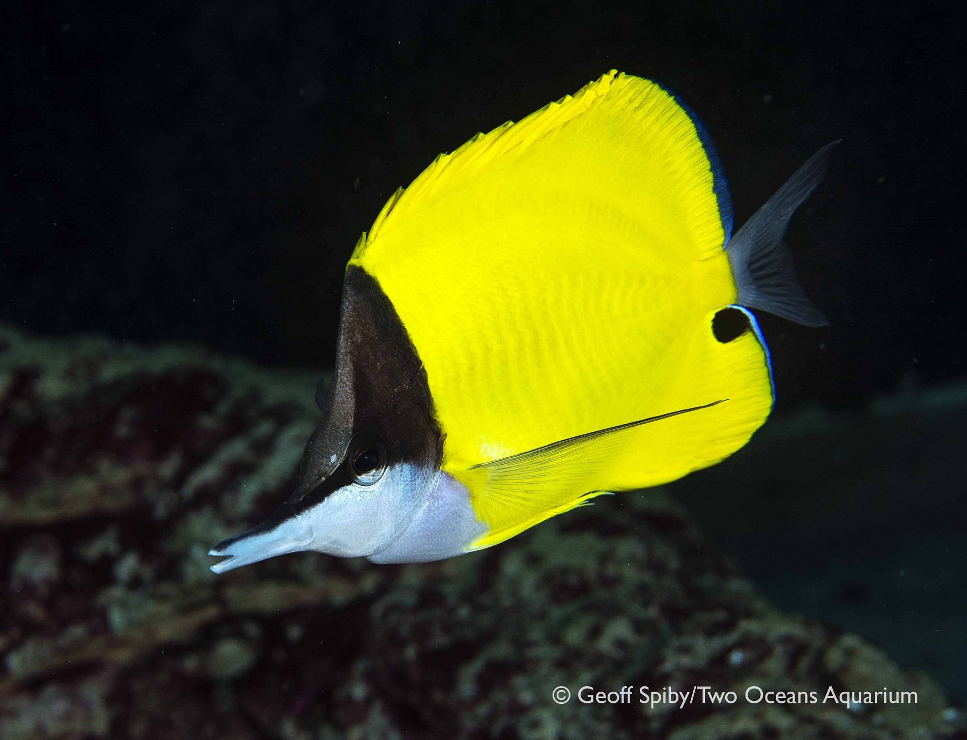 longnose-butterflyfish-species-two-oceans-aquarium-official