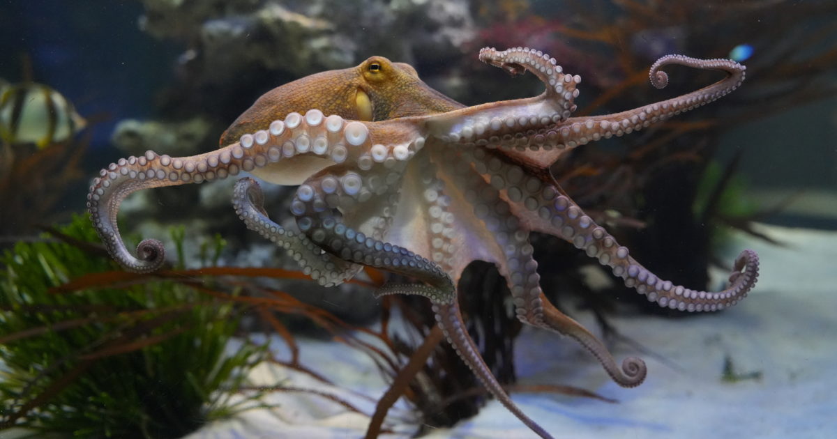 Two Oceans Aquarium | Common octopus