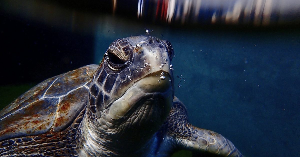 Two Oceans Aquarium | Harry the turtle is ready for release!