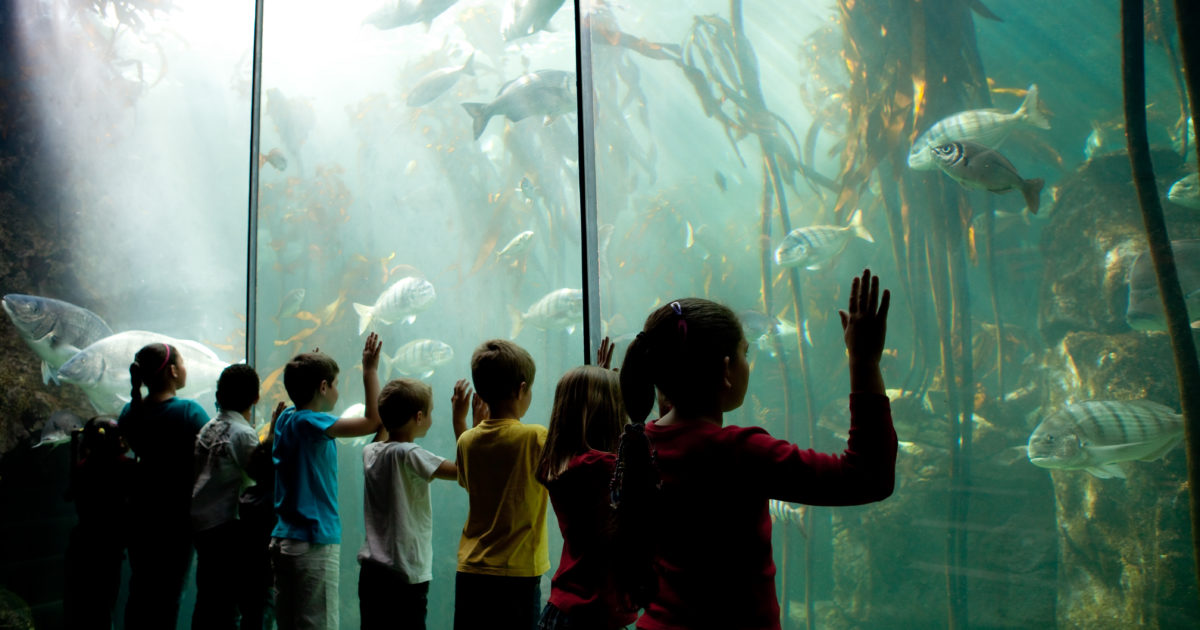 Two Oceans Aquarium | How does the ocean benefit my family (and how…