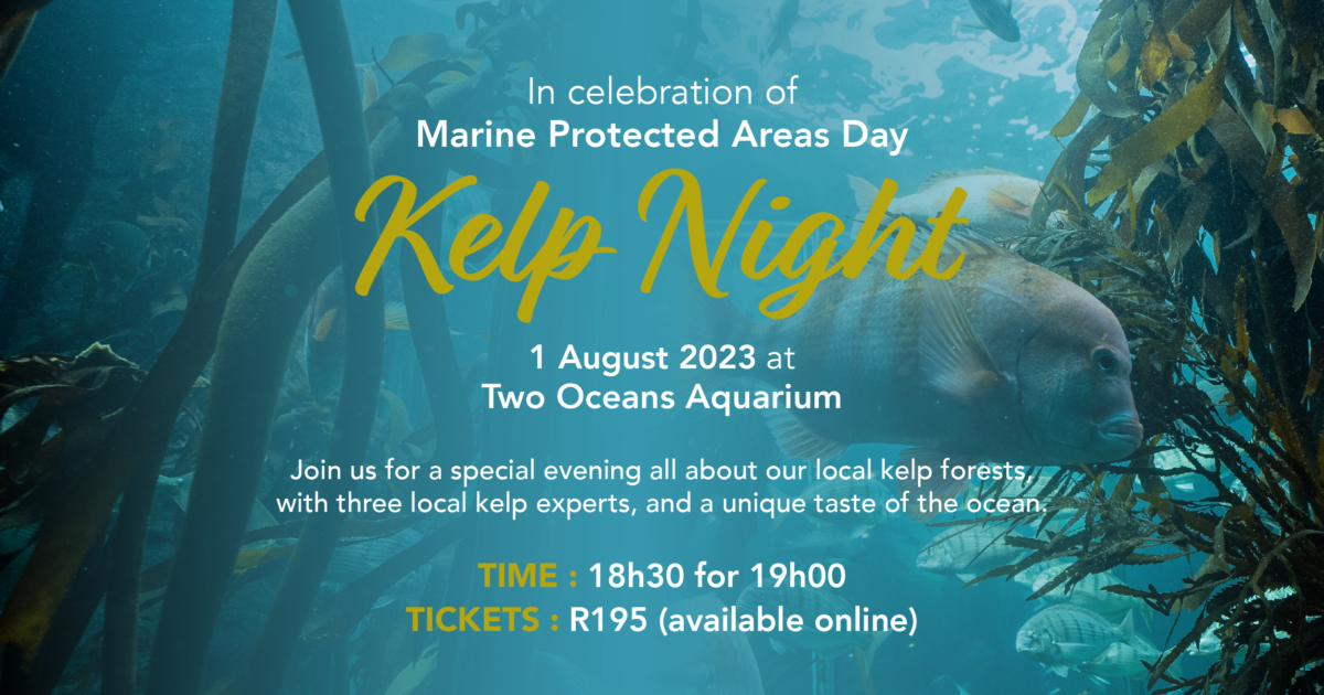 Two Oceans Aquarium | Kelp Night