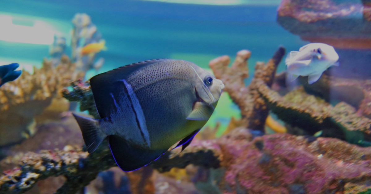 Two Oceans Aquarium | Old woman angelfish