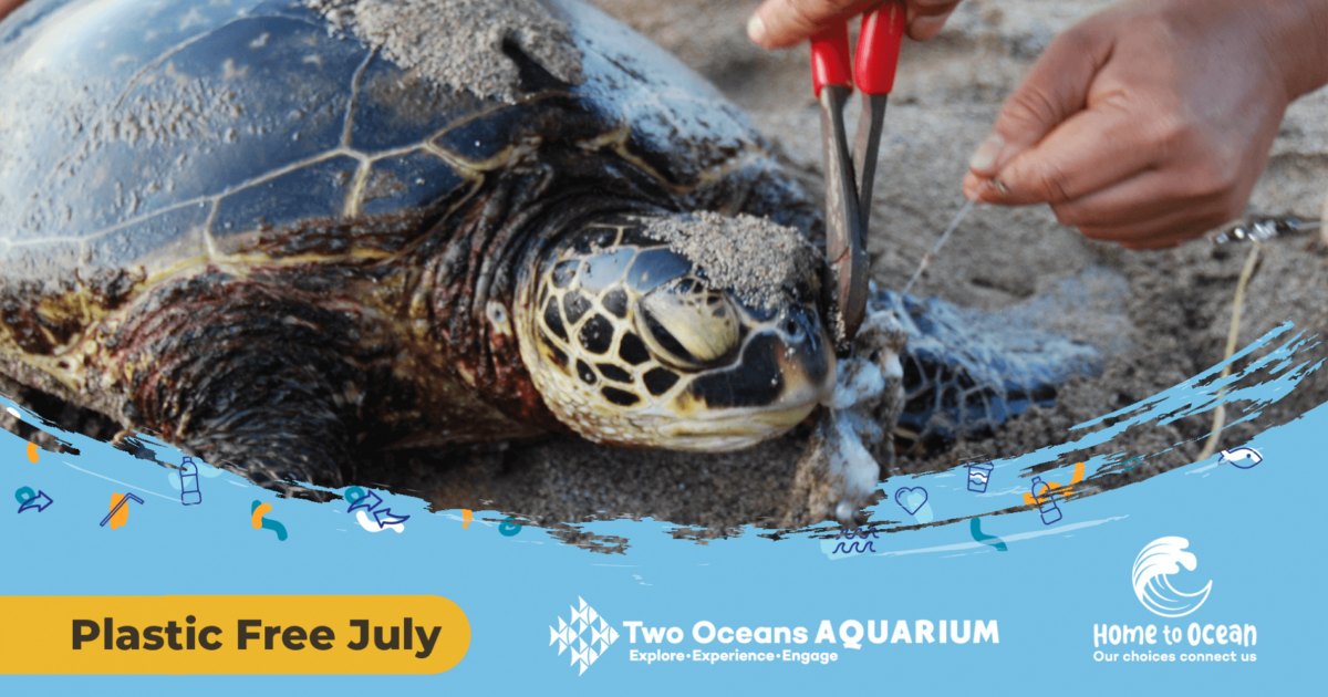 Two Oceans Aquarium  The plastic problem: how does plastic pollution…